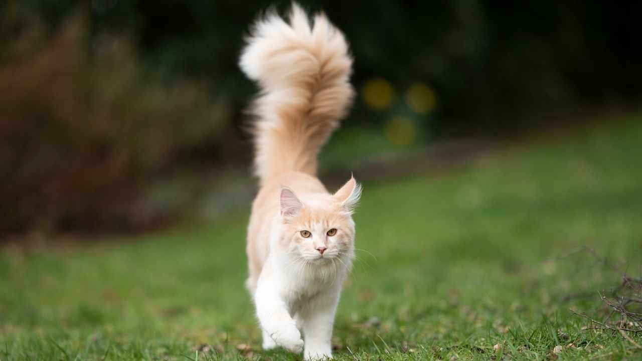 kabarık ve havada kedi kuyruğu
