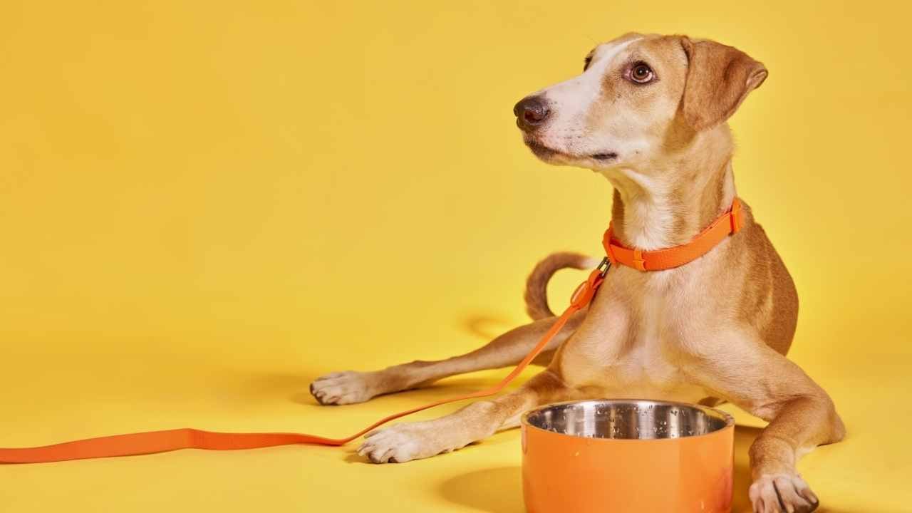 köpek mama kabının arkasında oturuyor