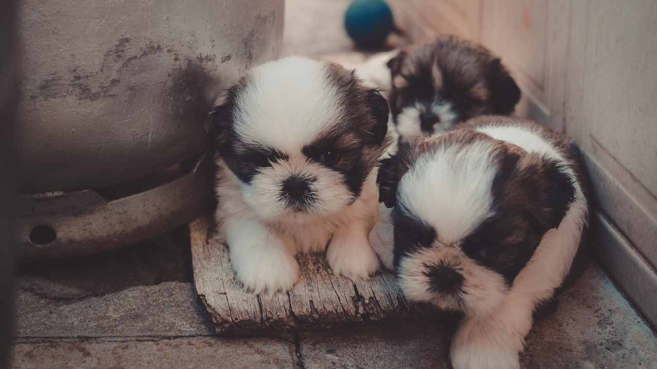 Shih Tzu Yavruları