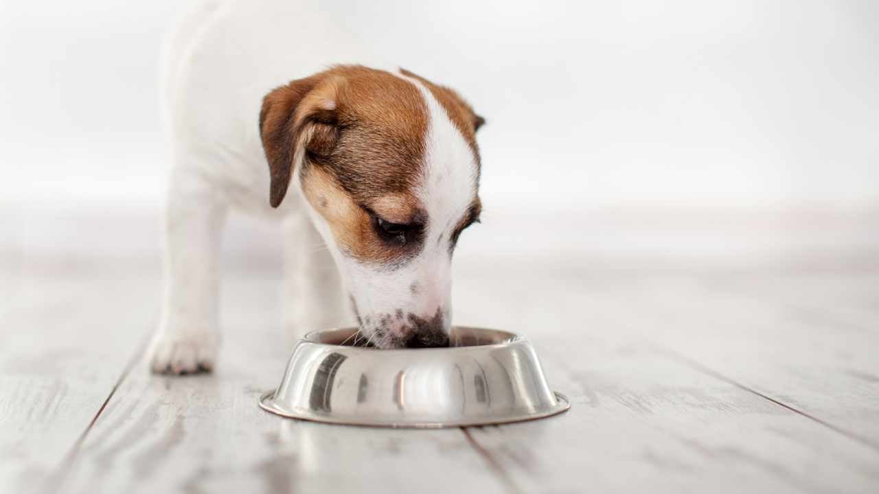 beyaz kahverengi köpek mama yiyor