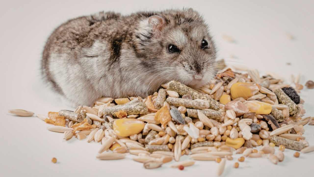 Evcil Hamster yem yiyor