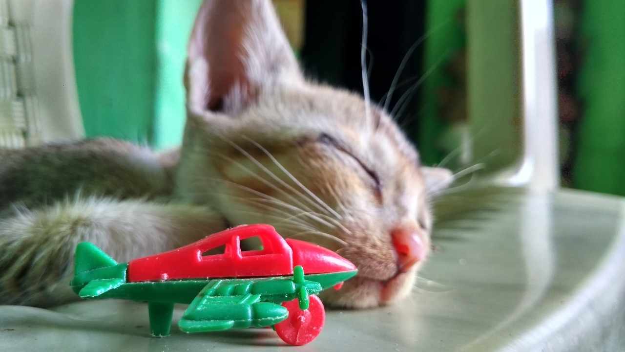 kedi ve bir oyuncak