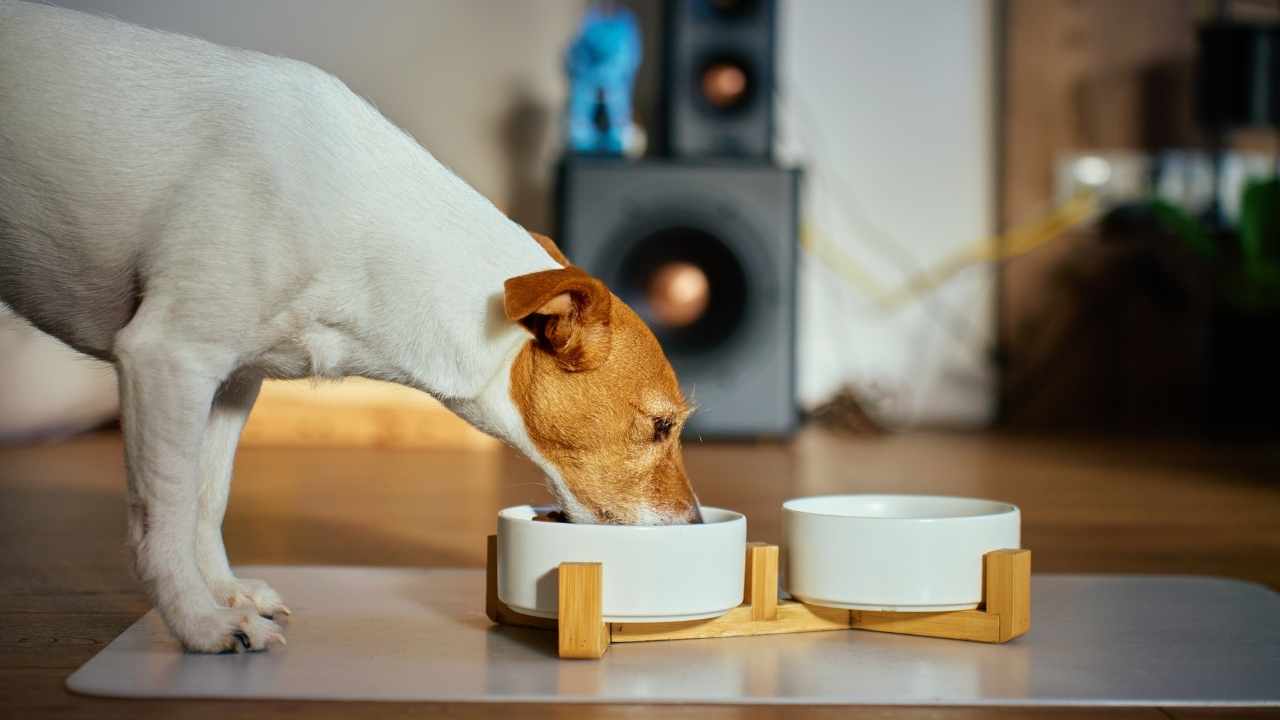 beyaz köpek mamasını yemekte