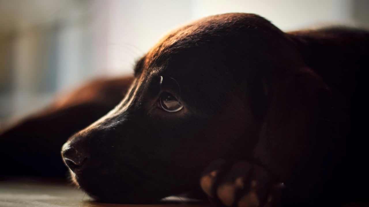 yalnız kalmış bir köpek
