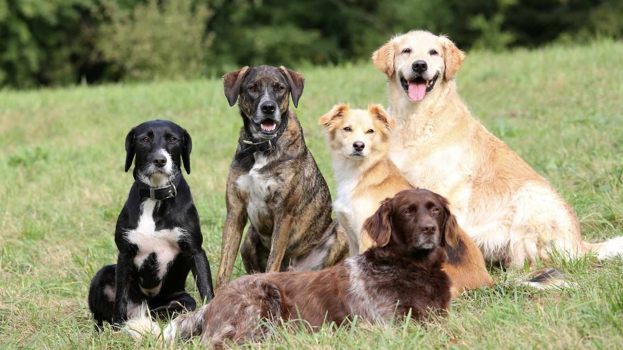 köpekler bir arada oturuyor