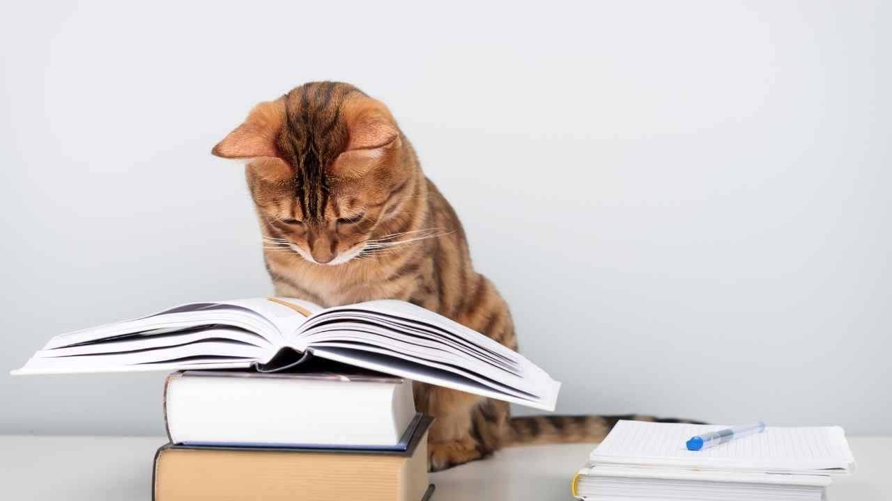 kitap okuyan akıllı kedi