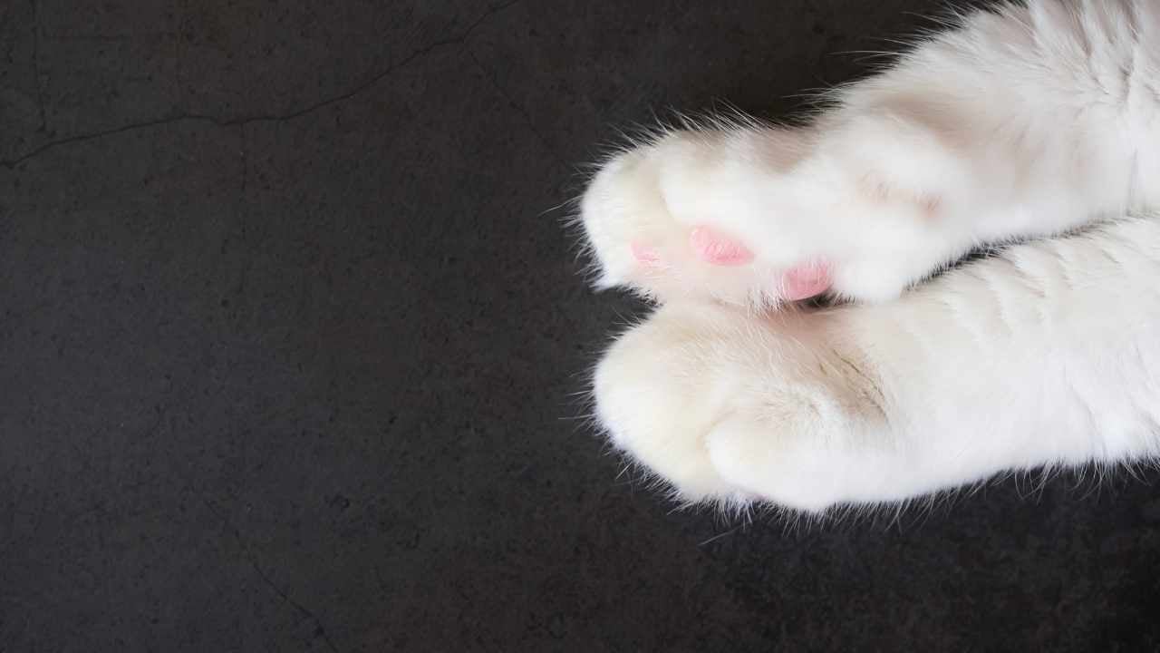 kedi ve beyaz patileri