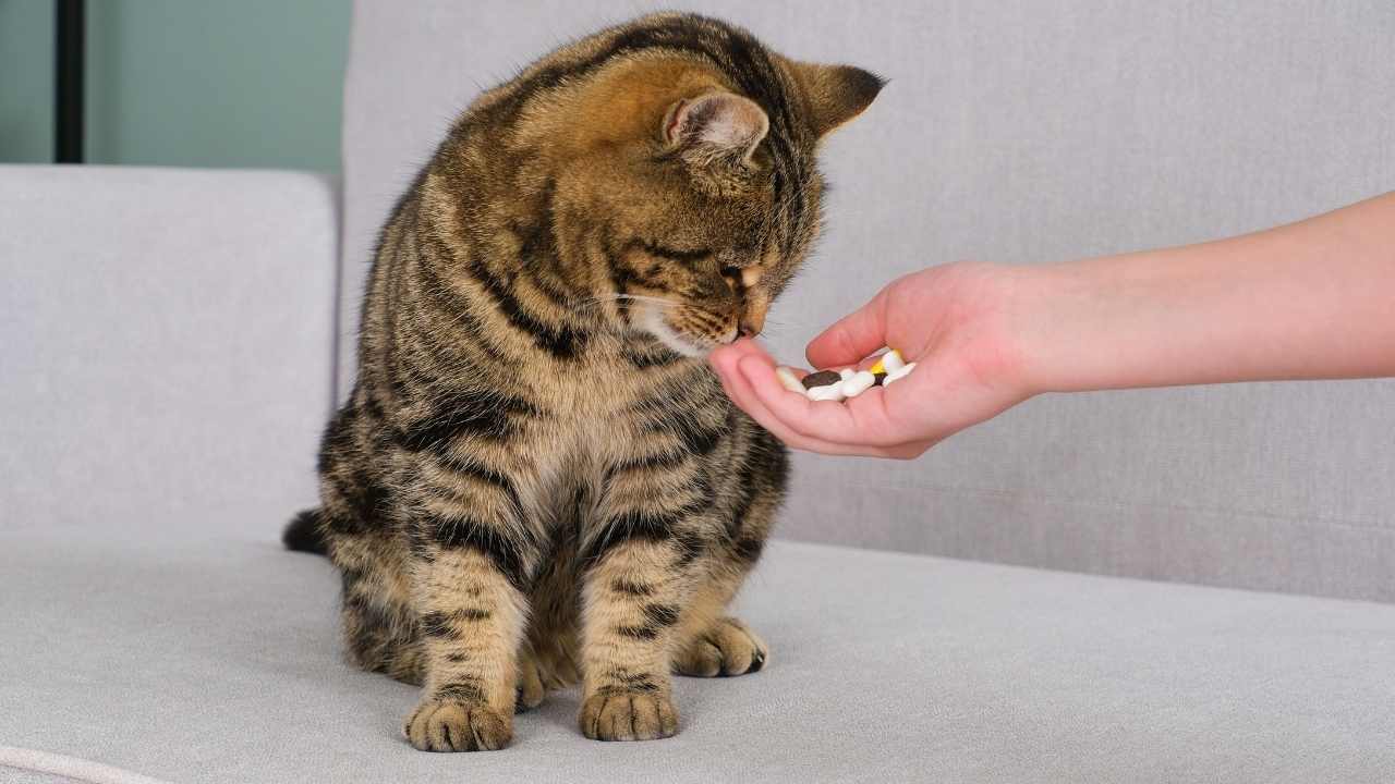 tekir kedi ve ilaçlar