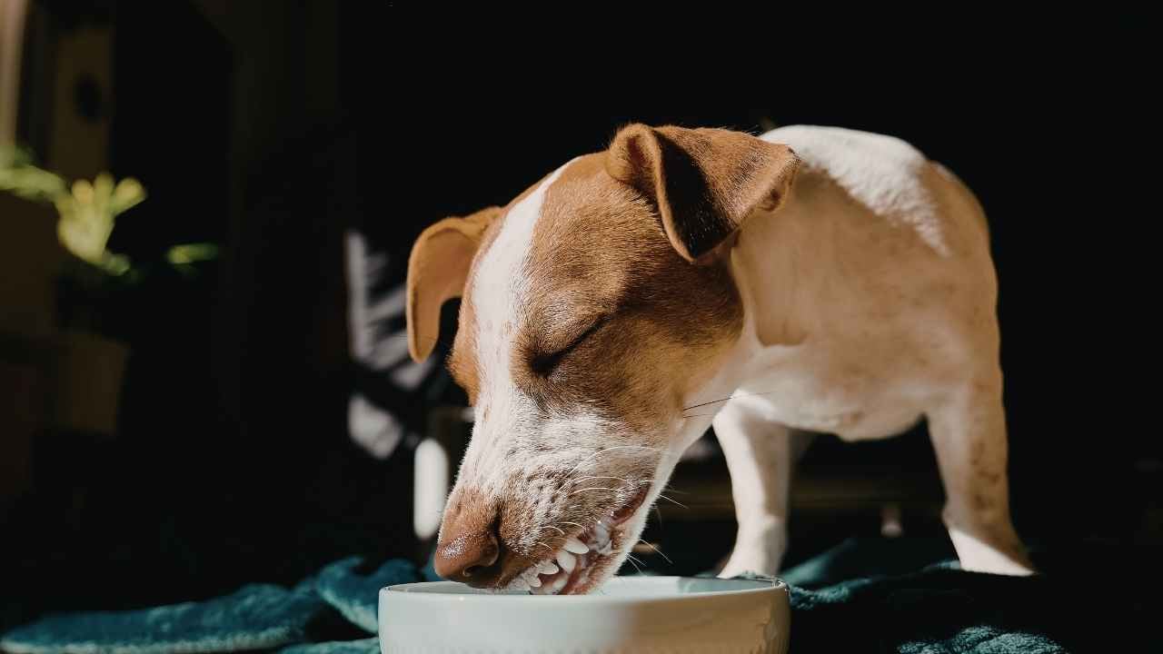 köpek mamasını yiyor