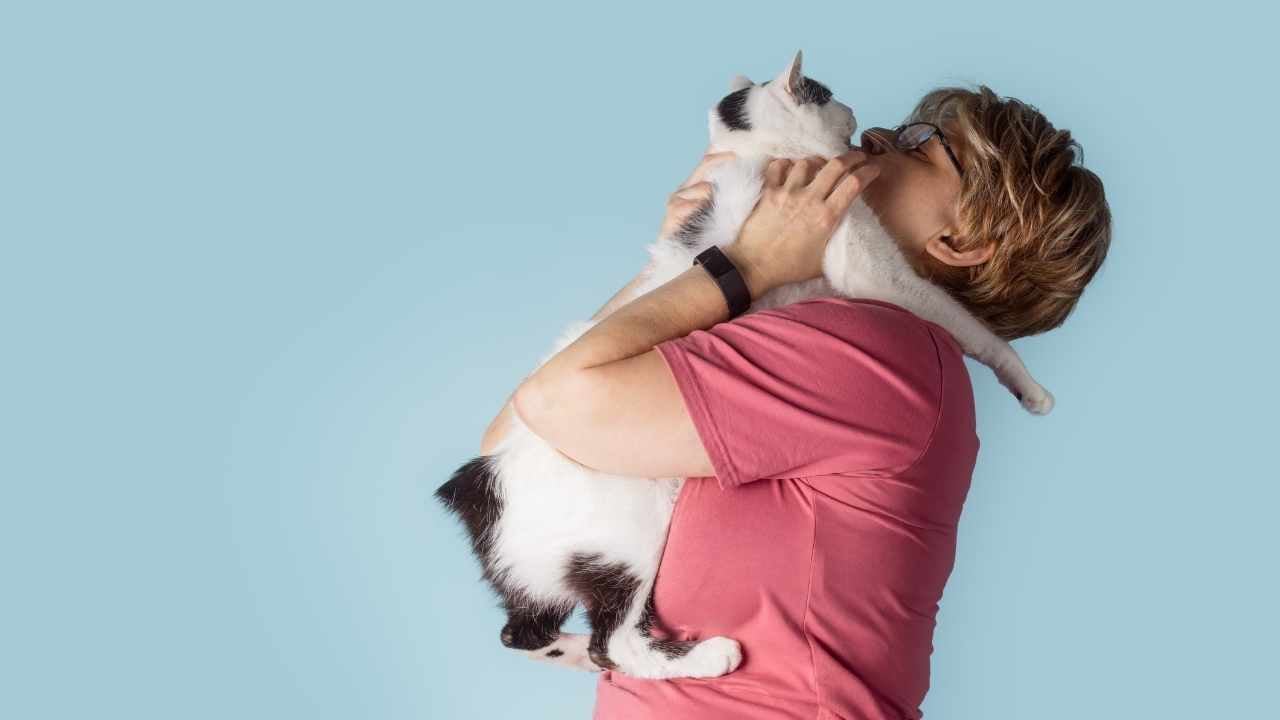 sahibinin kucağında kuyruksuz kedi