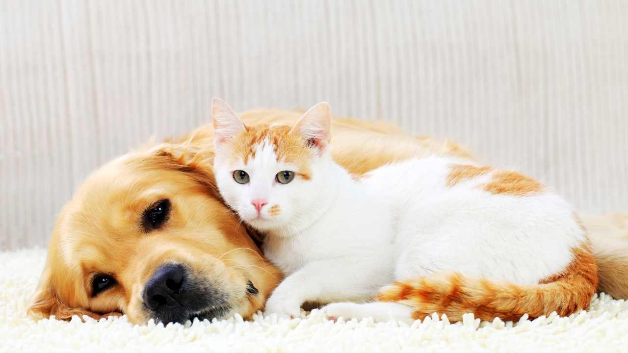 sarı köpek ve sarı-beyaz kedi birlikte yatıyor