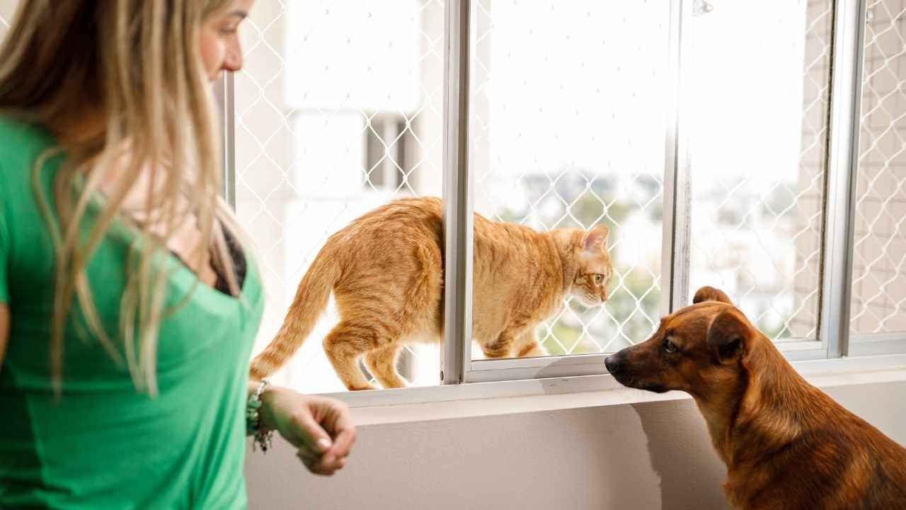 camda kedi filesi