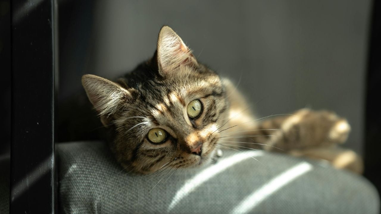 evde yatan bir kedi