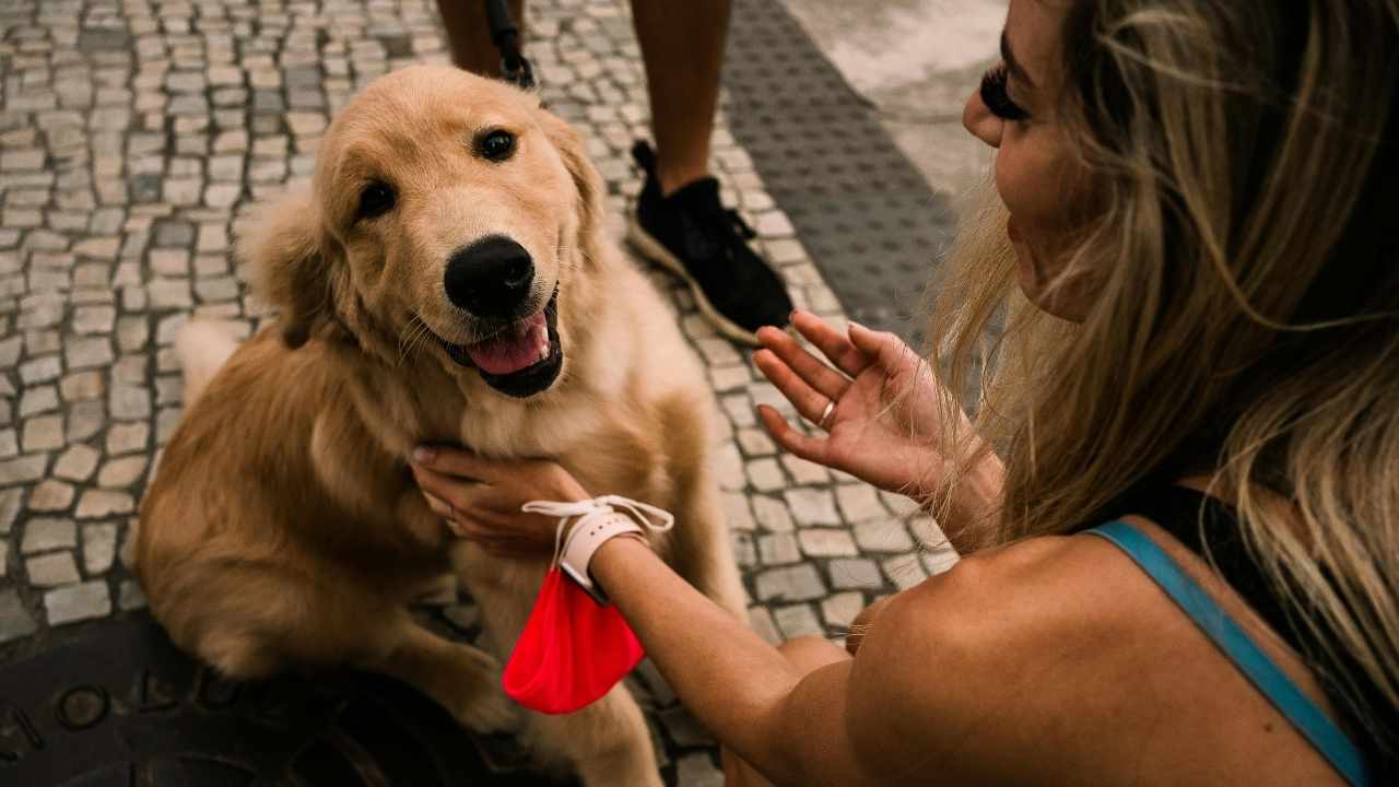 Golden Retriever gülümsüyor