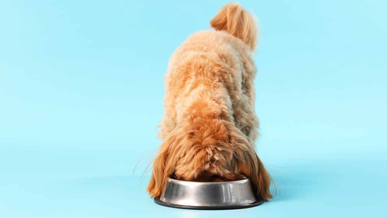köpek iştahla mama yiyor