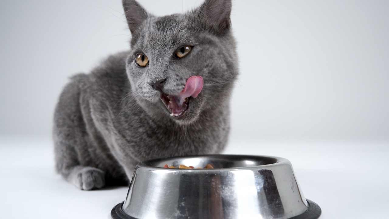 gri kedi yalanıyor