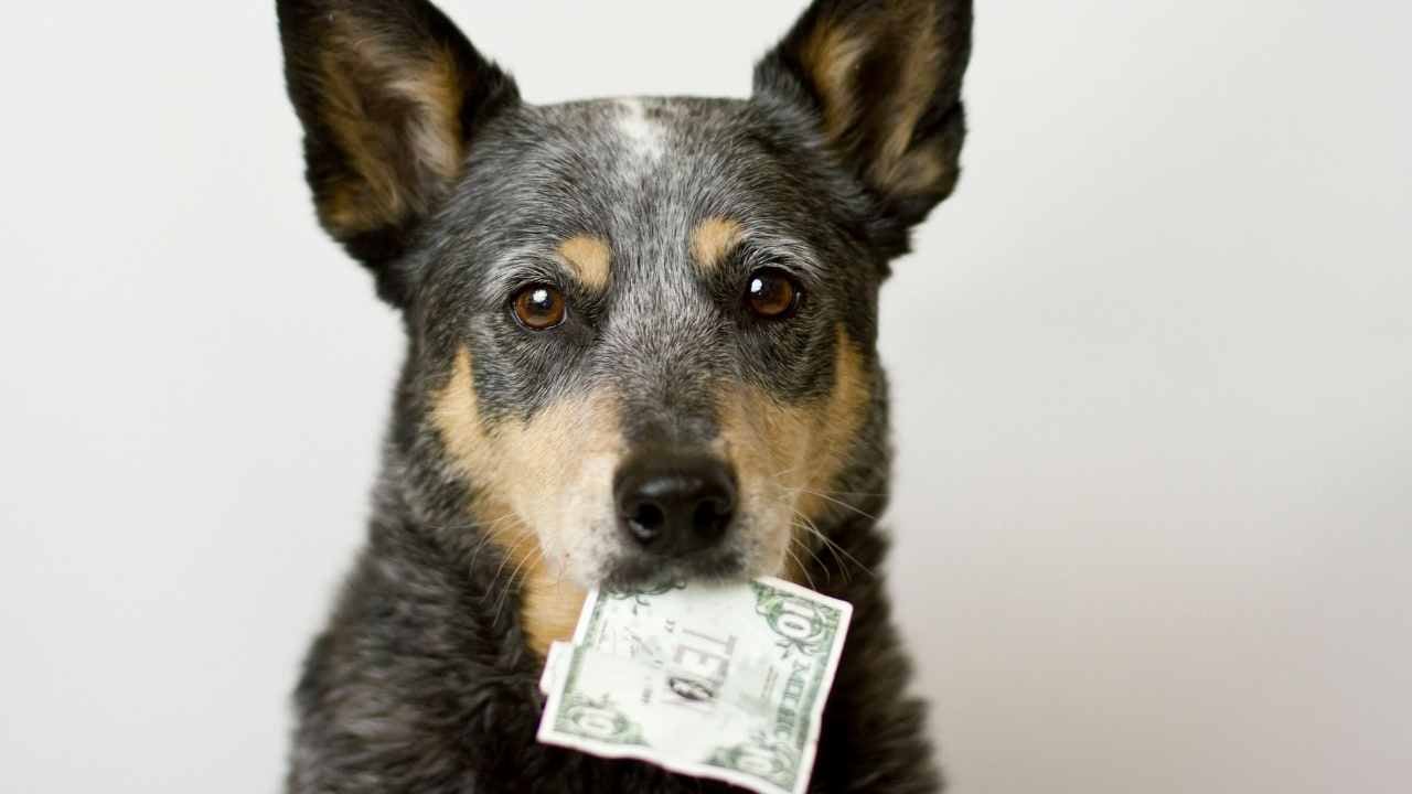 köpek ağzında para tutuyor