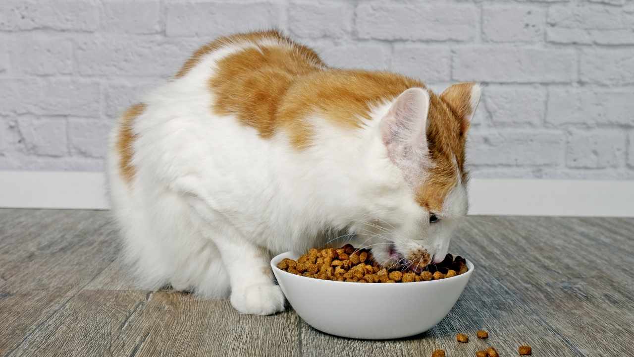 turuncu kedi kuru mama yiyor