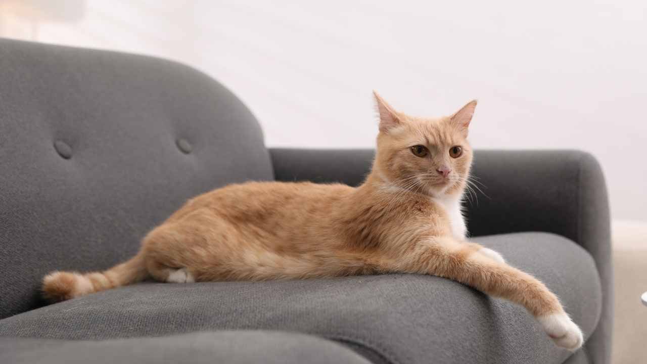 evde yaşayan sarman kedi