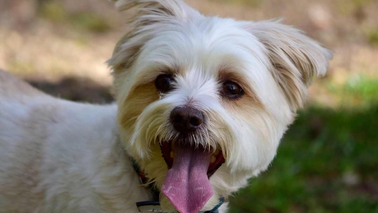 köpek dilini çıkarmış