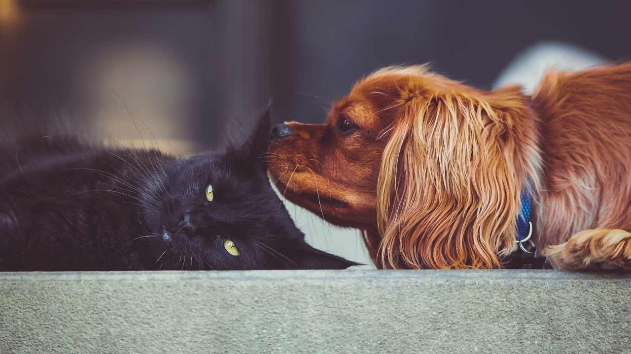 siyah kedi ve cocker köpek yatıyor