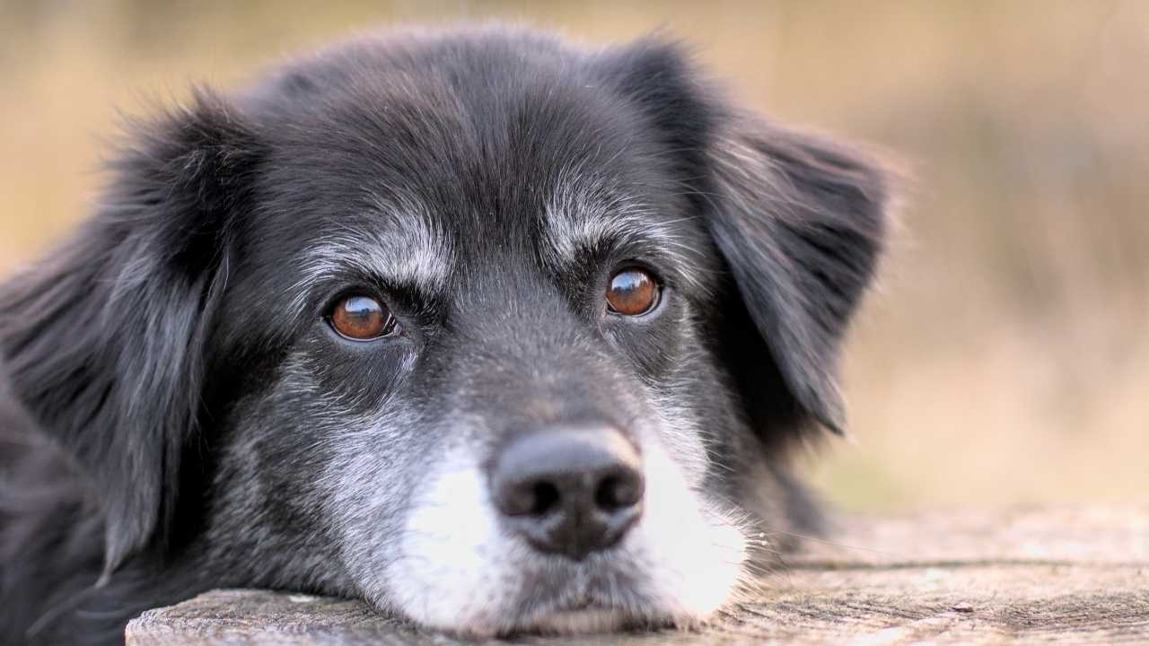 yaşlı sevimli köpek