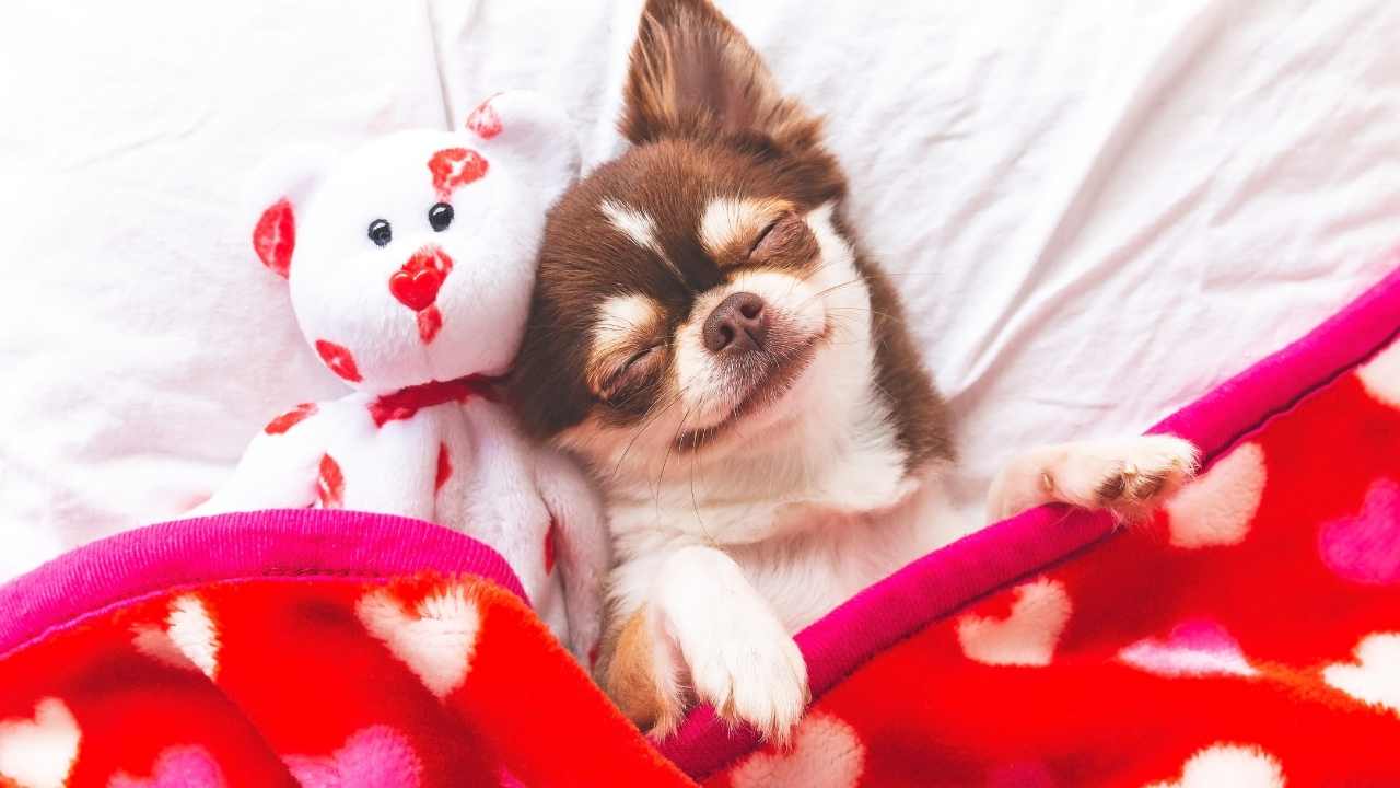 sevimli köpek oyuncağı ile uyuyor