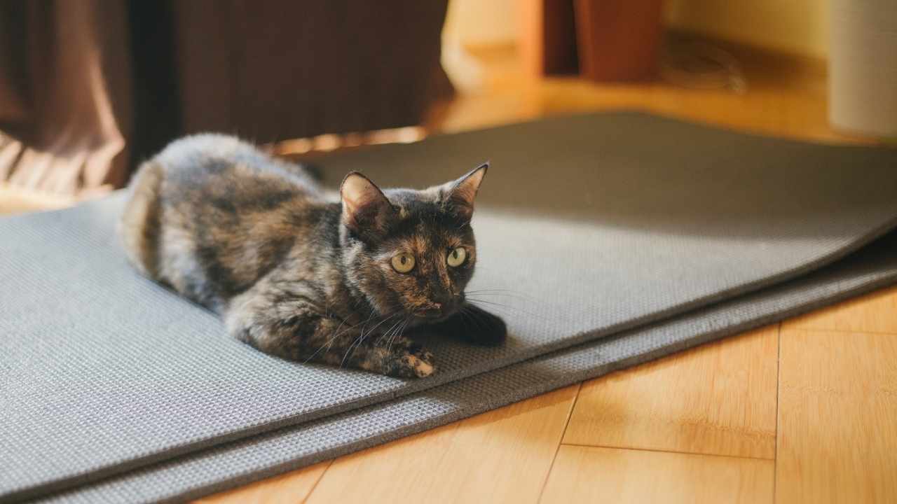 Kaplumbağa Kabuğu Kedi Rengi ve Desenleri