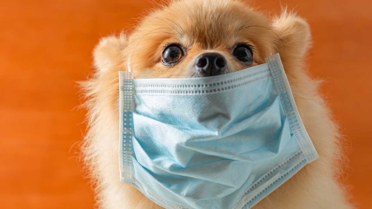 hasta ve maskeli bir köpek