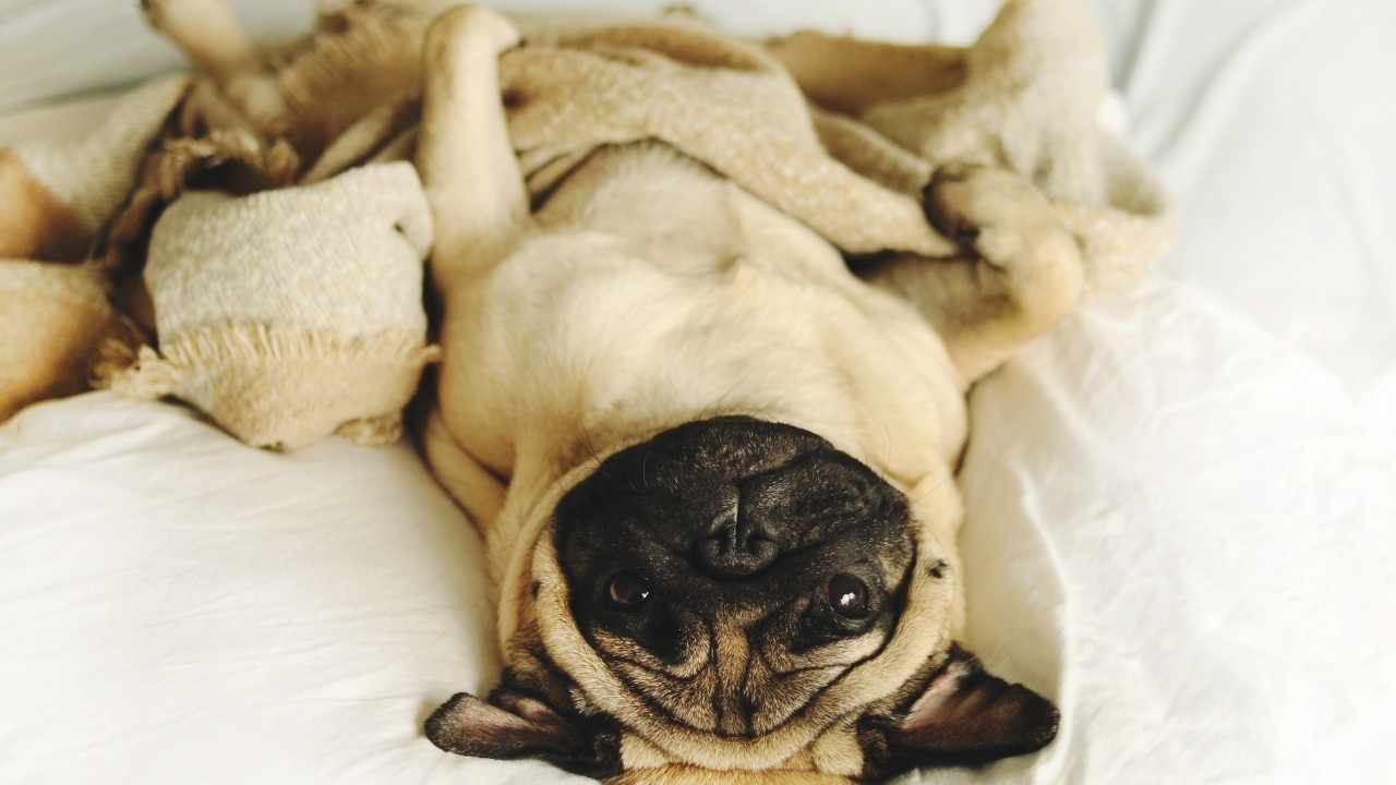 pug yatakta sırt üstü yatıyor