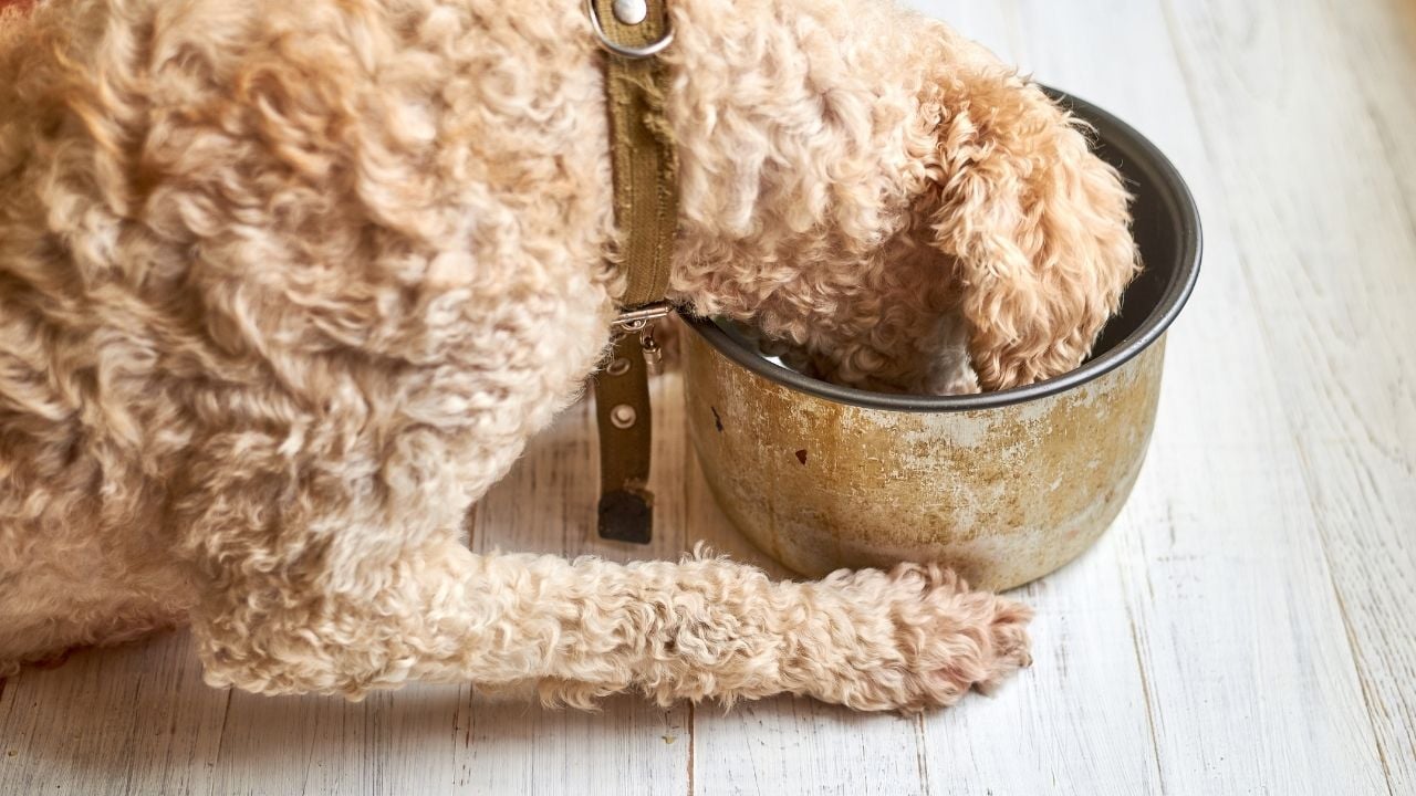 küçük ırk köpek mamasını yiyor
