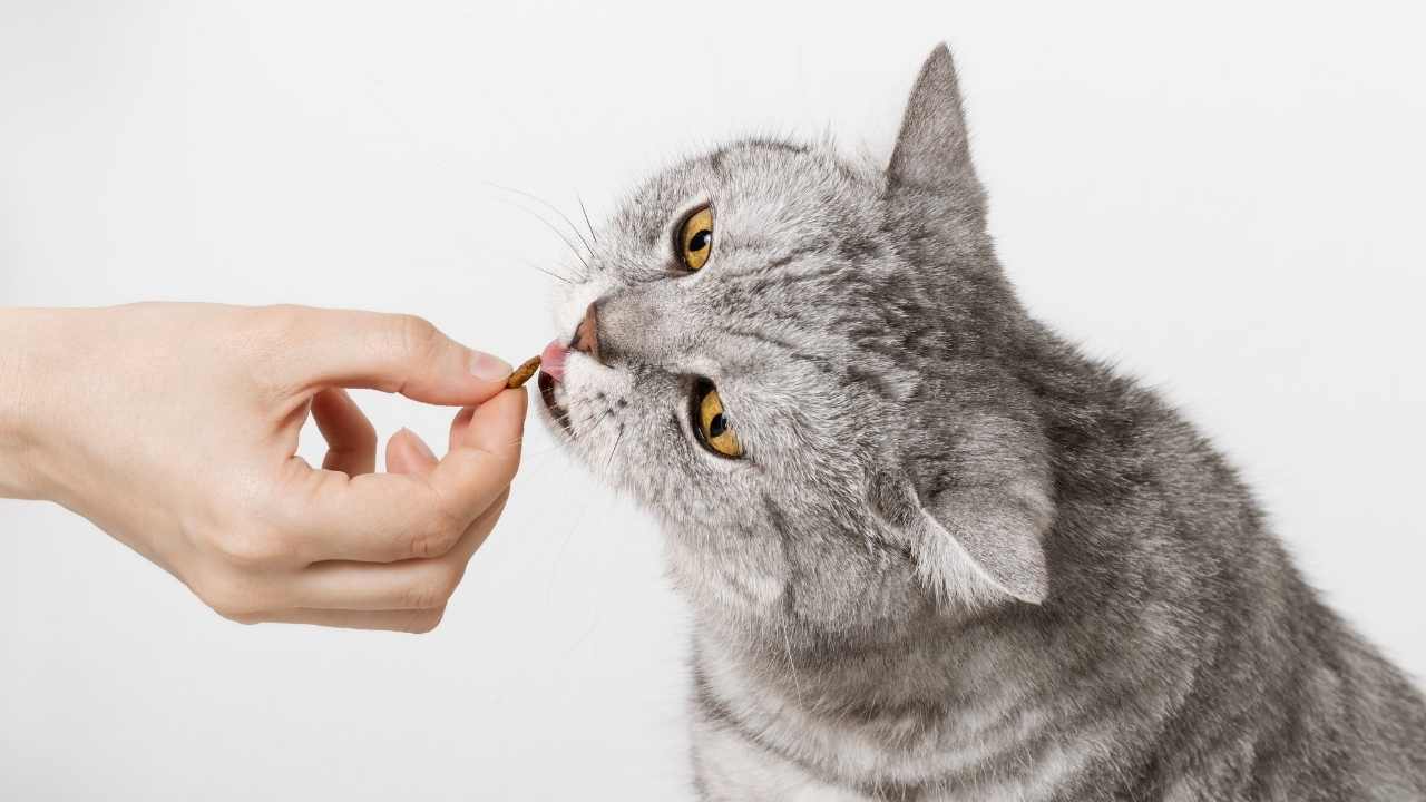 tekir kedi mama yiyor