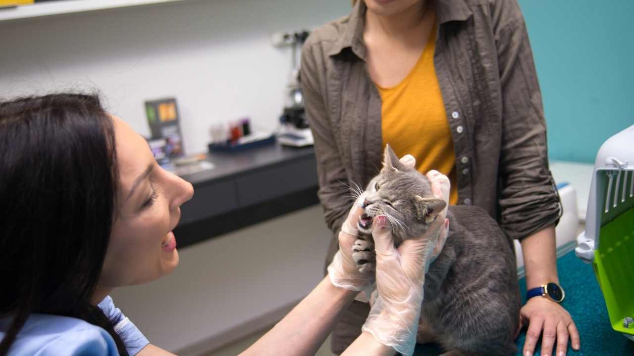 kedi veterinerde
