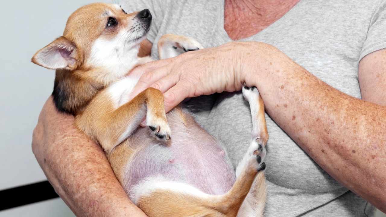 hamile köpek kadının kucağında