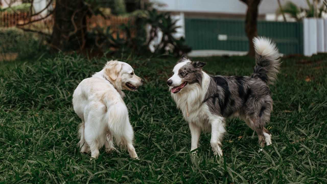 beyaz ve collie cinsi köpek