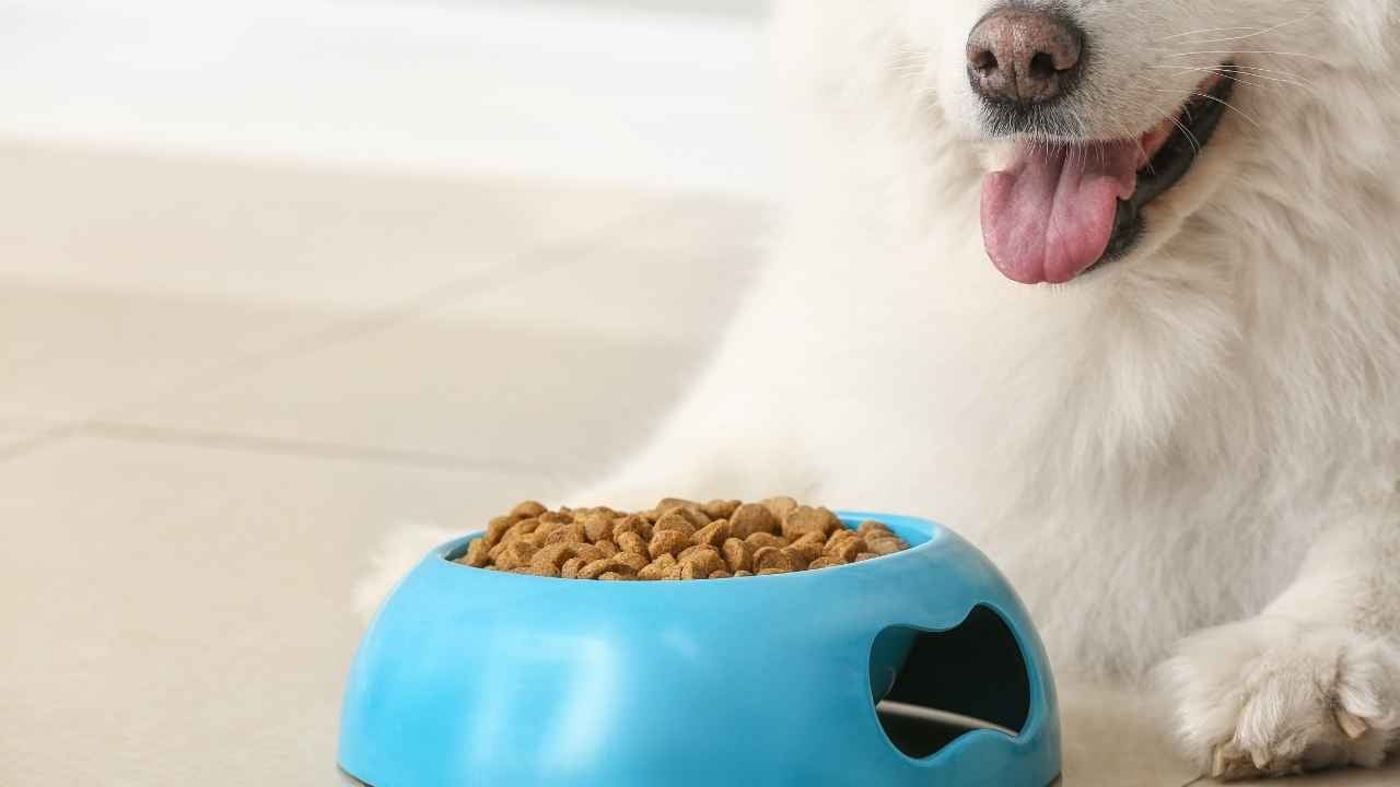 gülümseyen köpek ve köpek maması
