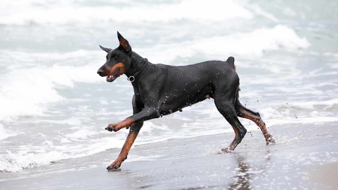 Doberman denizde koşuyor