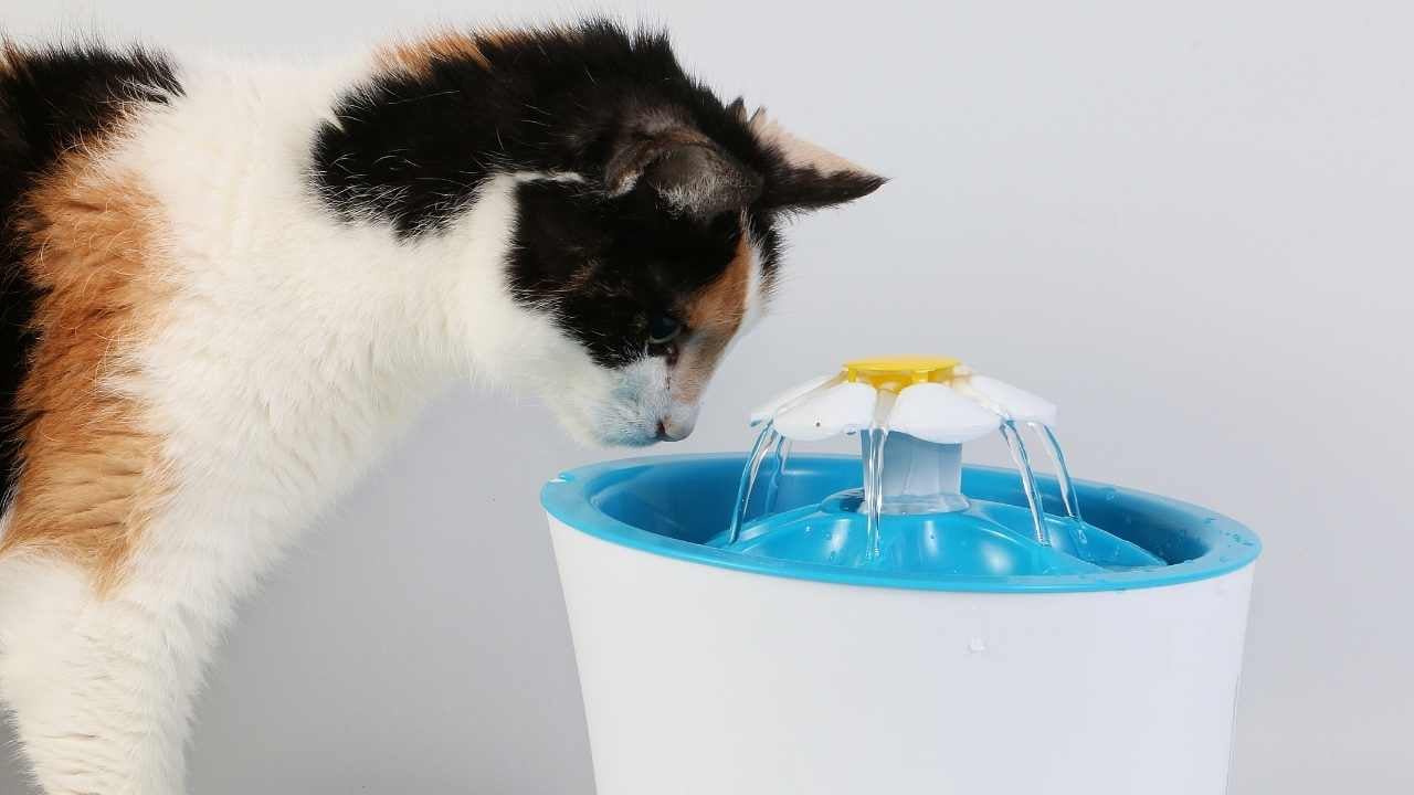 kedi su pınarı