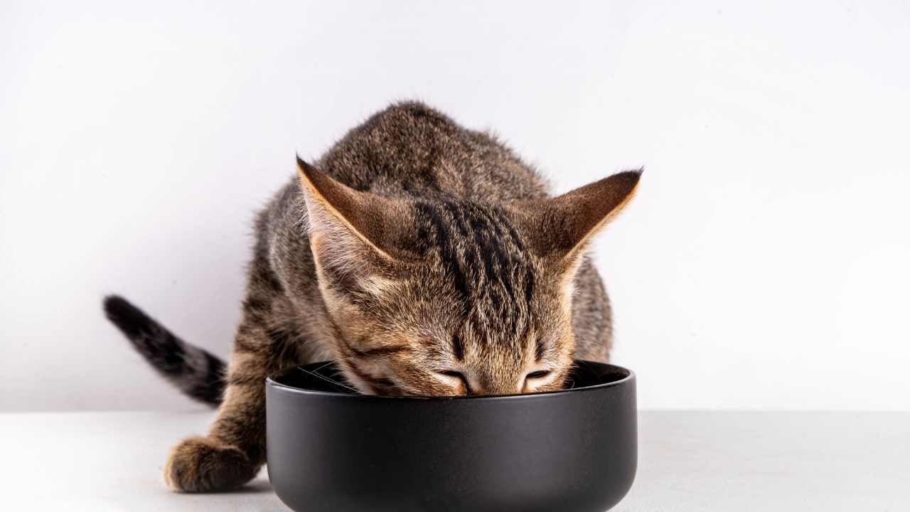 tekir kedi mama yiyor