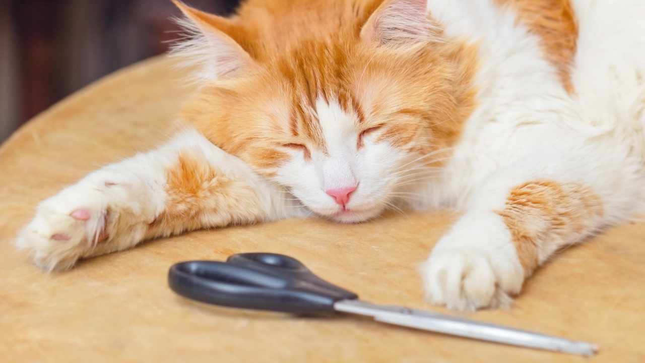 turuncu kedi ve makas