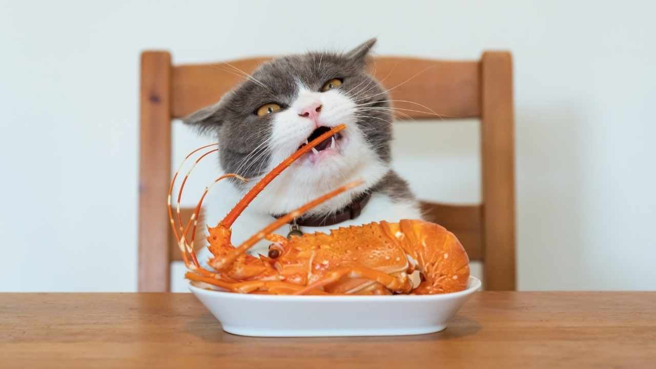kedi ıstakoz yiyor