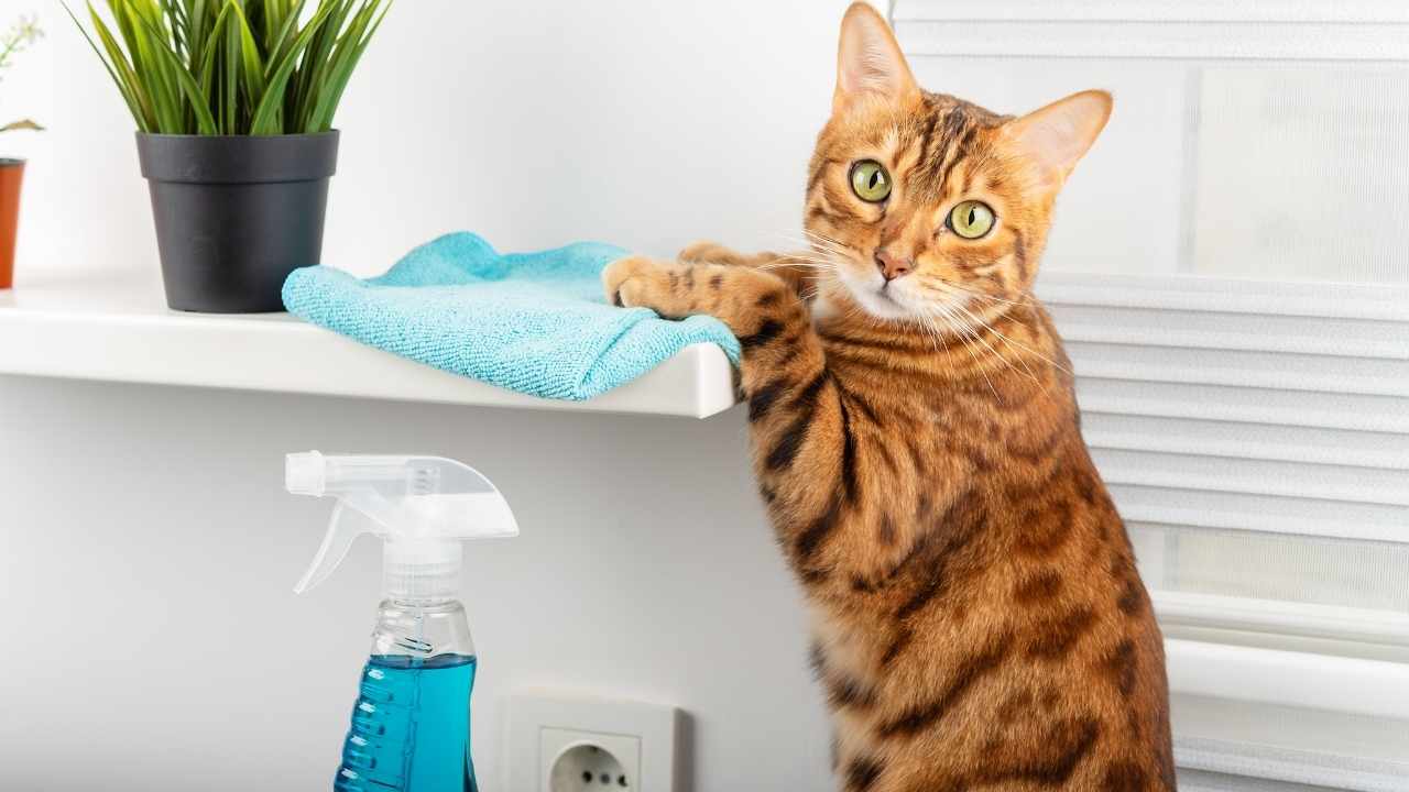 kedi temizlik yapıyor