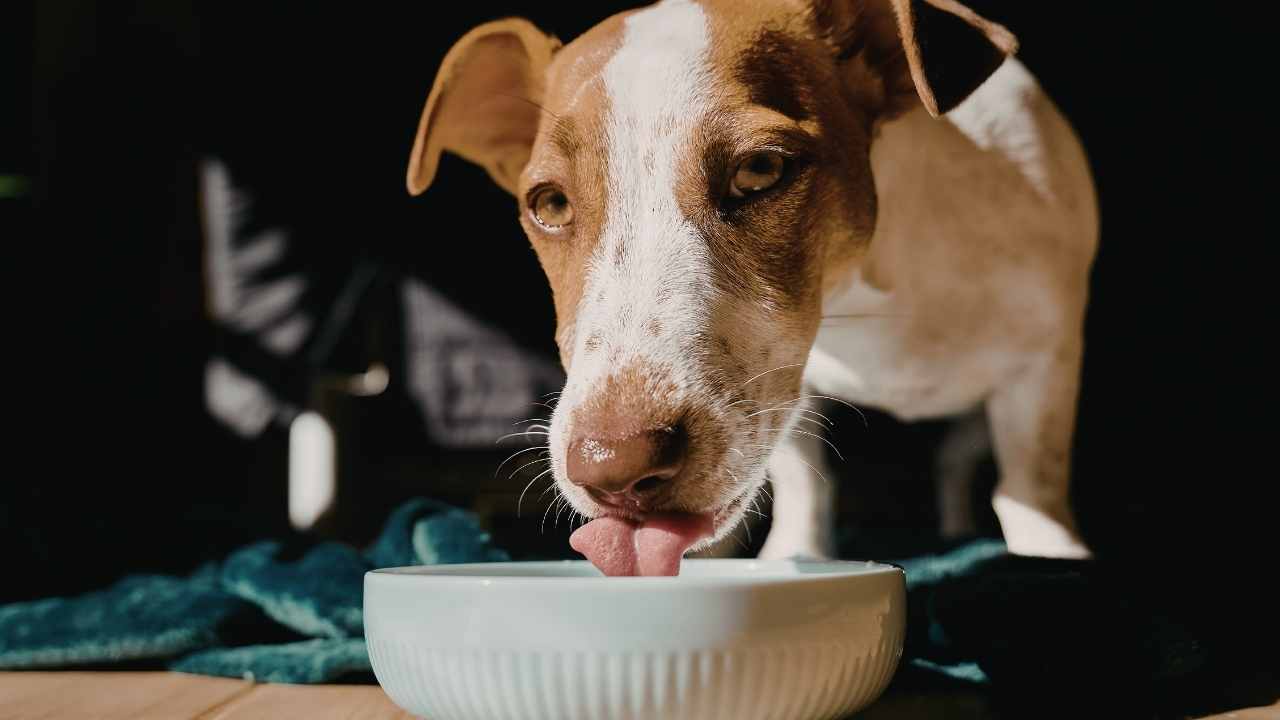 sevimli köpek mama yiyor