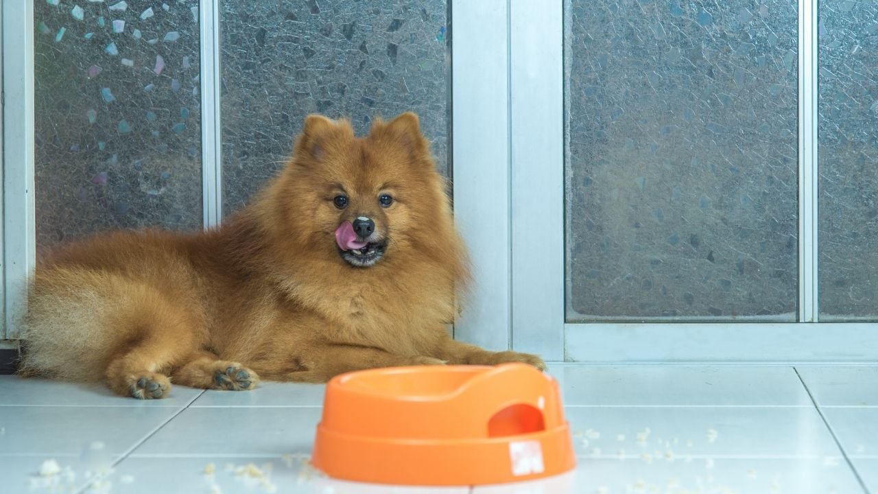 sevimli köpek ve turuncu mama kabı