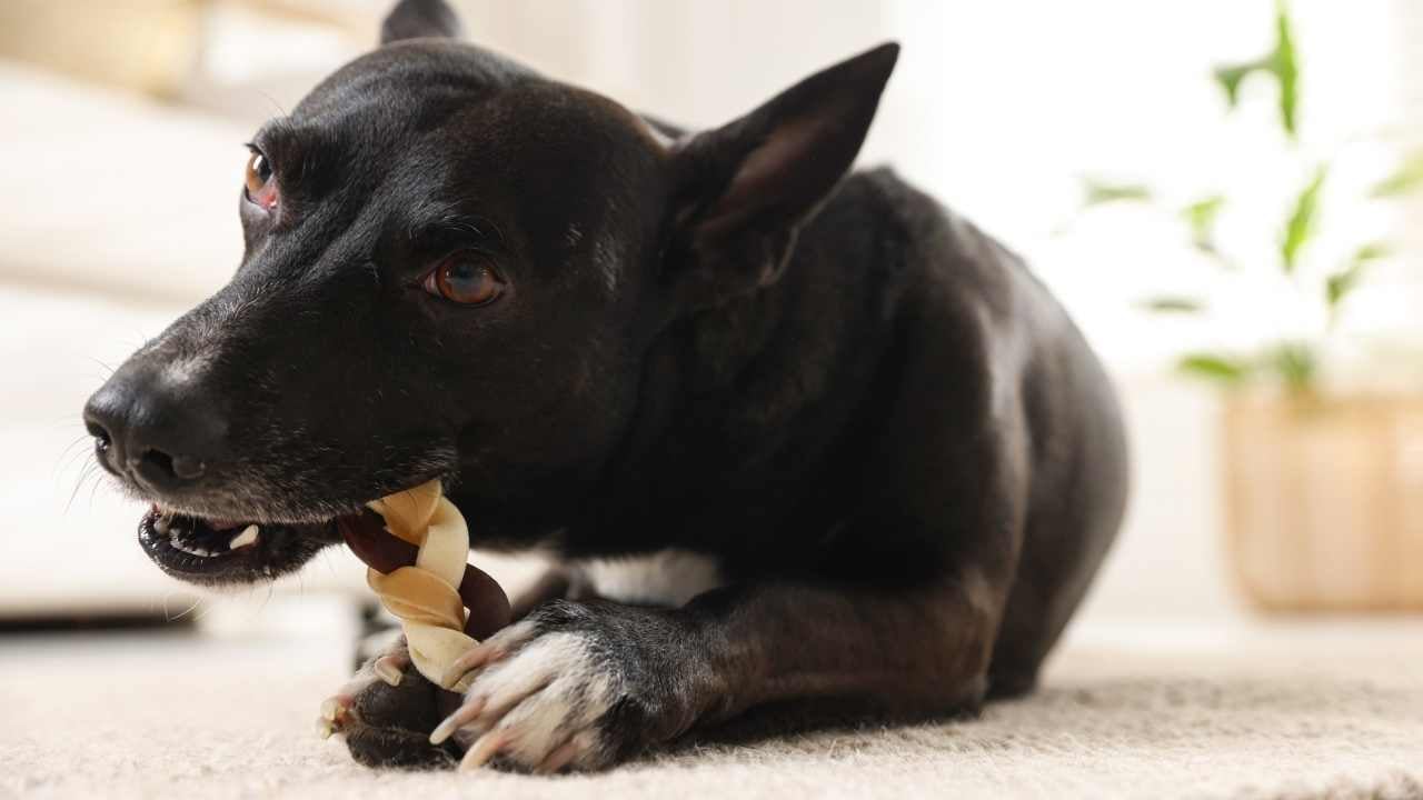 siyah köpek burgulu çiğneme kemiği tutuyor
