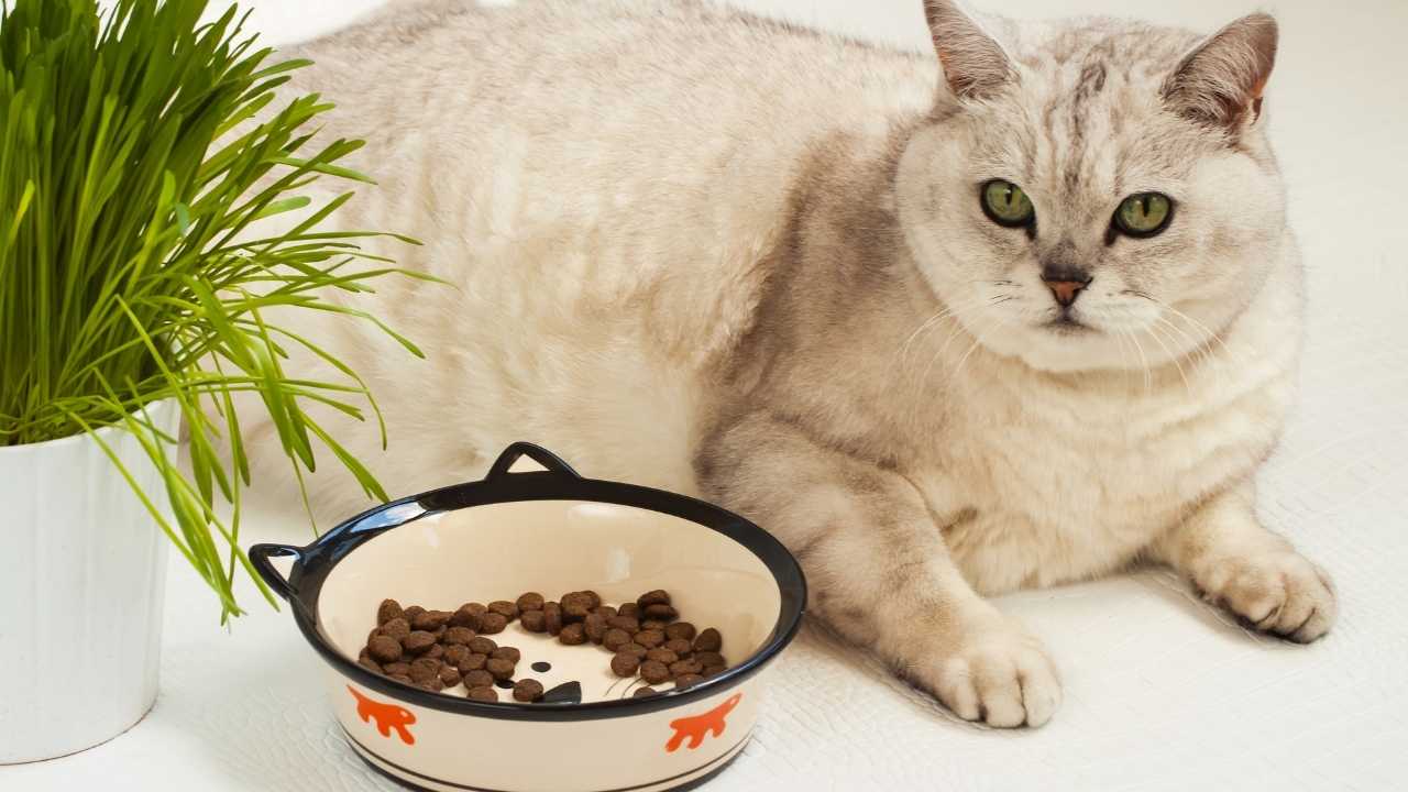şişman kedi ve mama kabı
