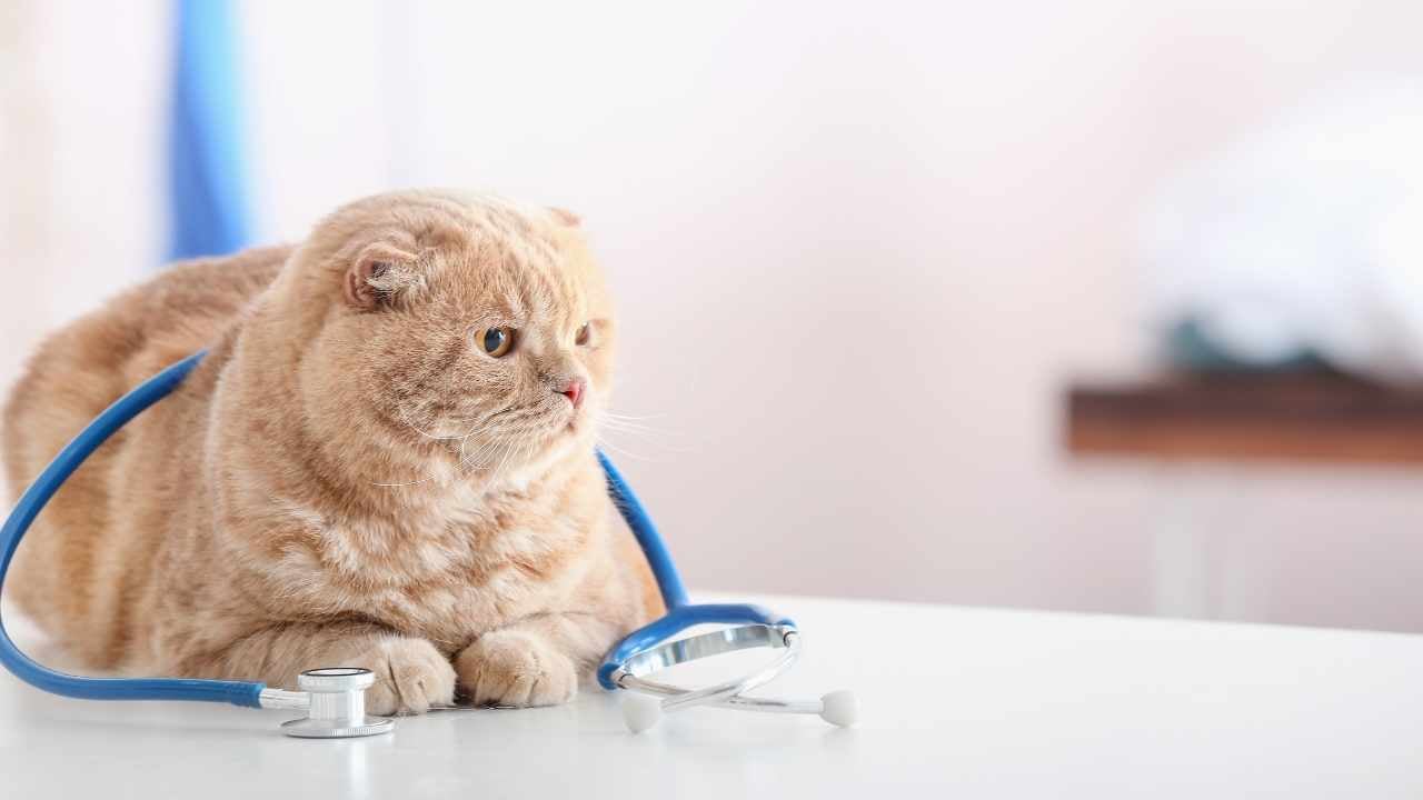 veterinerde kedi