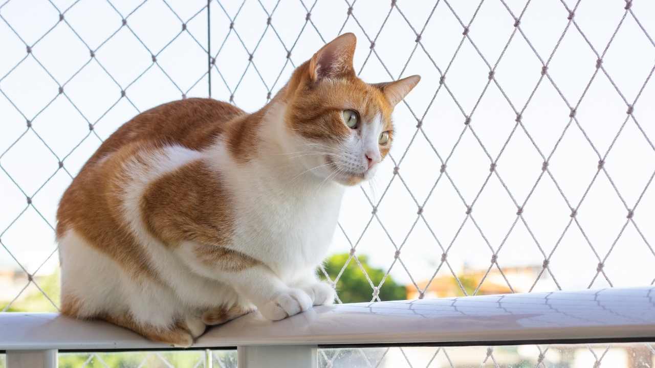 turuncu beyaz bir kedi