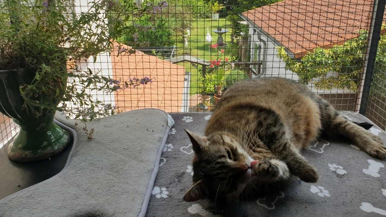 fileli balkonda uzanan kedi
