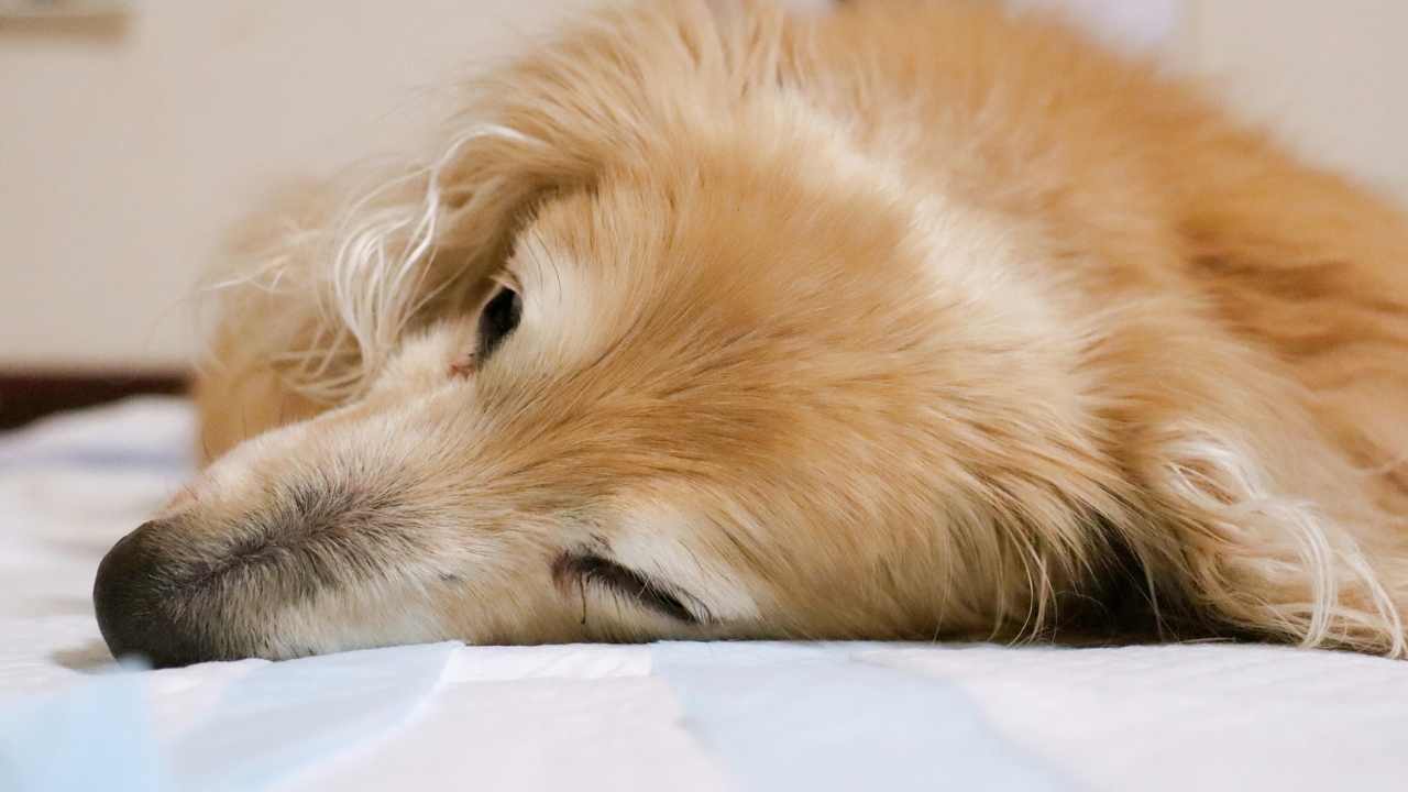 yatan bir köpek